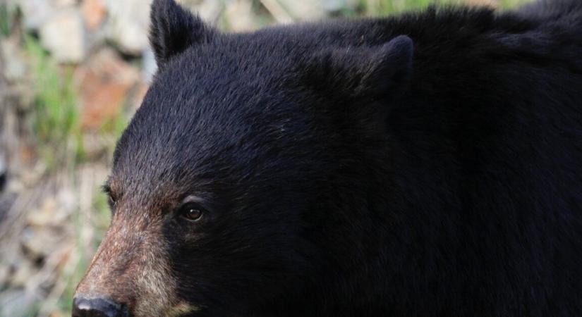 Besétált egy medve a korcsolyapályára, még csúszkált is egy kicsit