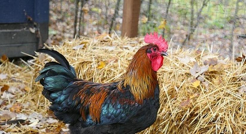 Erre a célra ad pluszpénzt a magyar kormány