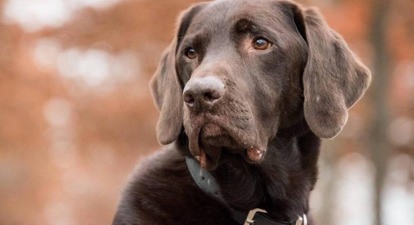 Megvizsgálták a kutyák agyát, az eredmények nyugtalanító kérdéseket vetettek fel