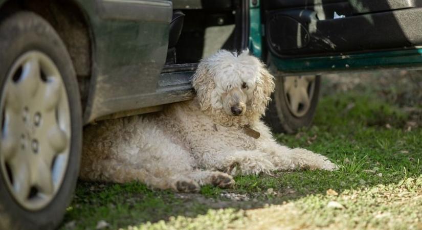 Megkérdeztük, hogy ilyenkor mi a teendő: a halálos baleset után eltűnt a párral utazó kiskedvenc