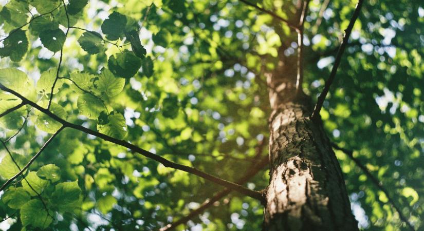 Kecskefűz, hamvas éger, rezgőnyár – még lehet szavazni az Év Fájára