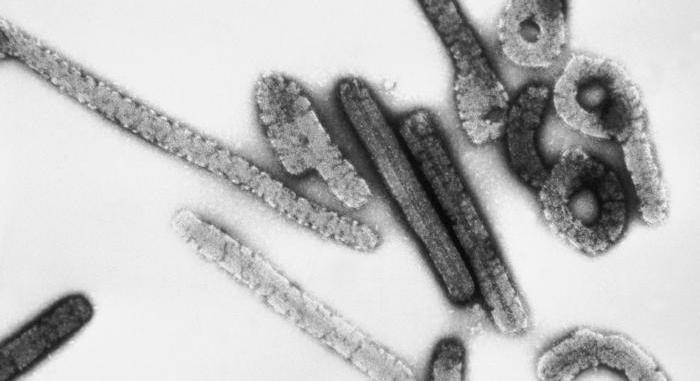 Ismét lecsapott Afrikában a szinte mindig halálos vérzéses láz