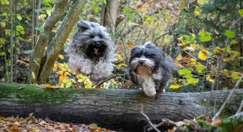 Mit lehet csinálni egy kutyával ősszel? Tippek, hogy ne legyen unalmas az esős idő