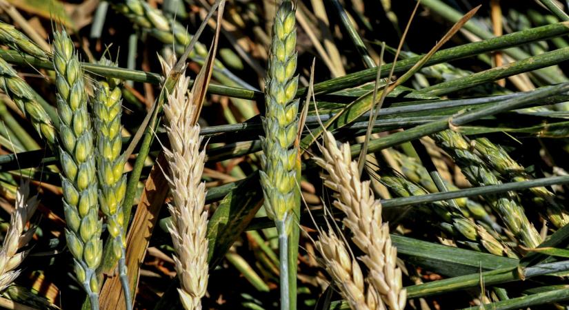 Szárazságtűrő búzavonalat nemesítettek a HUN-REN kutatói