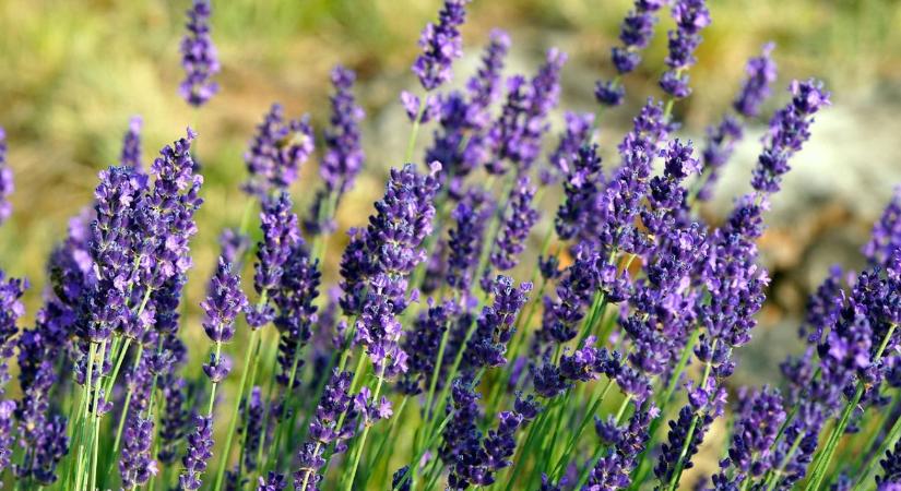 Évelők téli takarása – mikor, mivel és meddig?