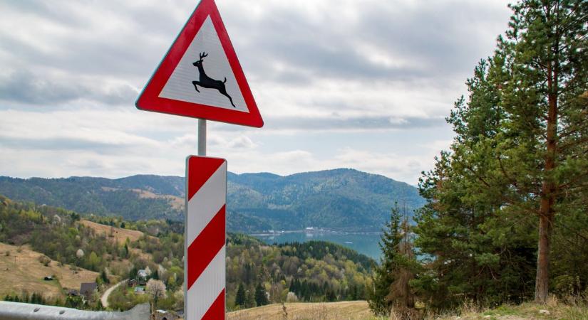 Autóbaleset áldozata lett egy őz Csorna belterületén, a 85-ös főúton, azonnal elpusztul az állat
