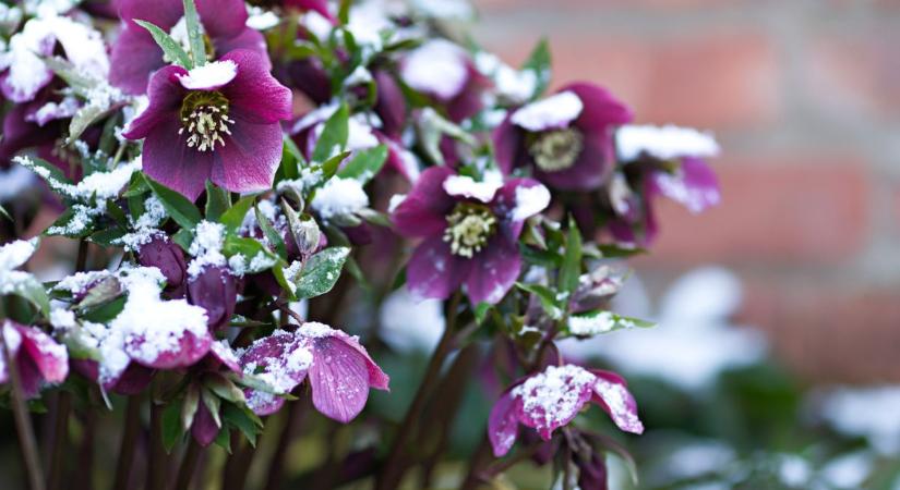 8 strapabíró balkonnövény, amit bűntudat nélkül kint hagyhatsz egész télen