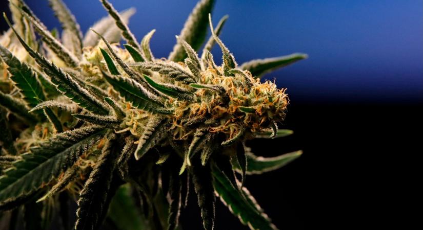 Erősödik a kannabiszláz Németországban – ezért fogyasztják