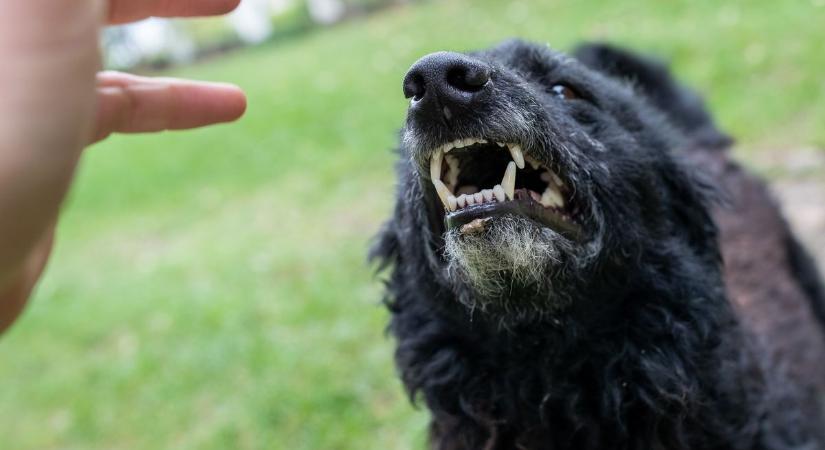 Veszélyes bűnözőt köröz a rendőrség, egy kutyaharapás miatt lett rosszul egy fiatal nő