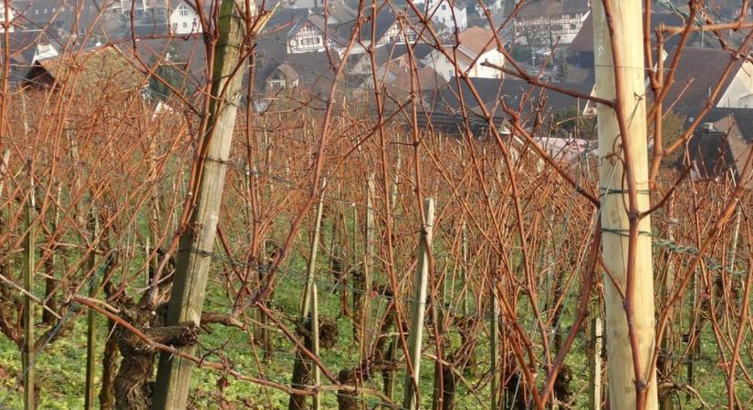 Szőlővenyige hasznosítása – aprítás, komposzt, bioenergia