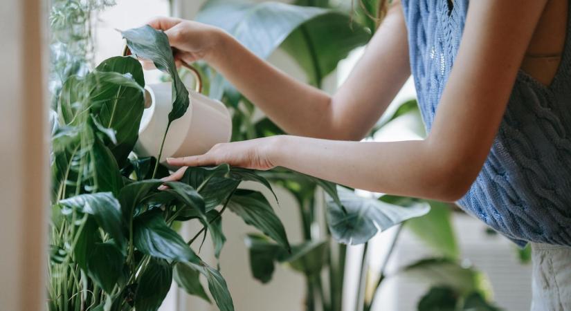 3 dolog, amire érdemes figyelni a szobanövények téli ápolása során