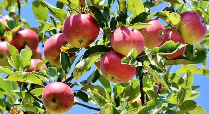 Hogyan kezeljem a korábbi vágást követően feketedő almafaágat?