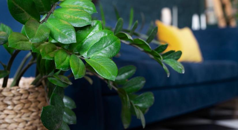 Tíz mérgező növény, amelyről talán nem is gondolnád, mennyire veszélyes