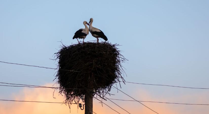 A hadirokkant gólya a bizonyíték: így élheti át a telet a szerelem és a madár is