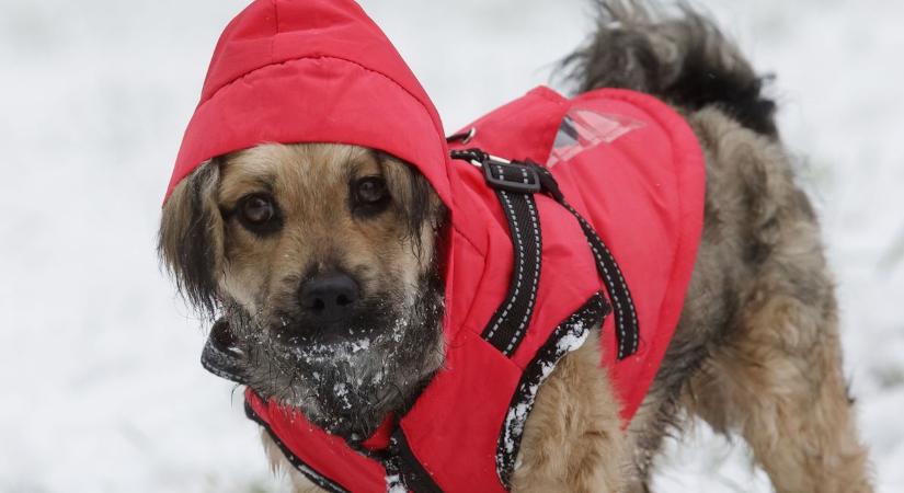 Kutyaruha: hóbort vagy tényleg szükséges?