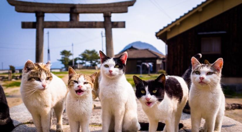 Ezeket a japán szigeteket a macskák uralják: képeken a kolóniák