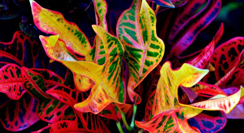 Mérgező szobanövények, amikkel érdemes óvatosan bánni