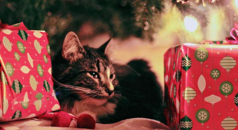 Ez lesz 2025-ben az év karácsonyi ajándéka – megszólalt a trendguru