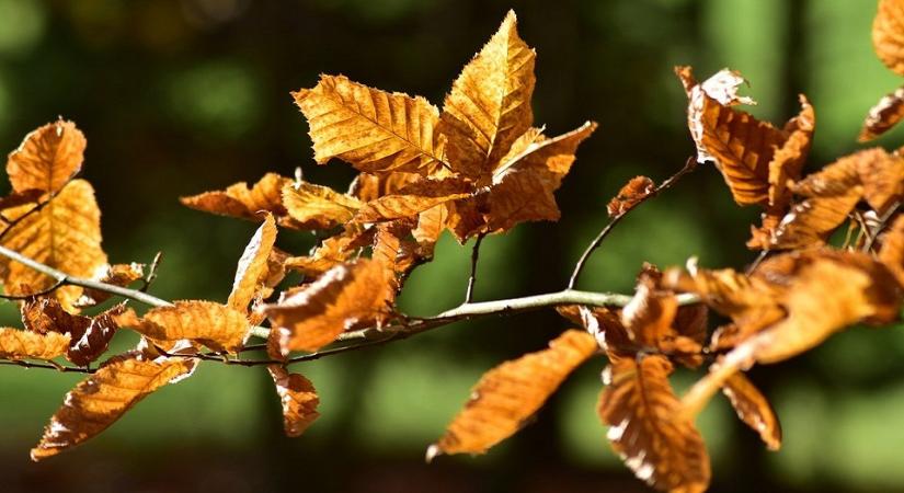 Hol bukkanhatnak fel a NAV revizorai a 47. héten?