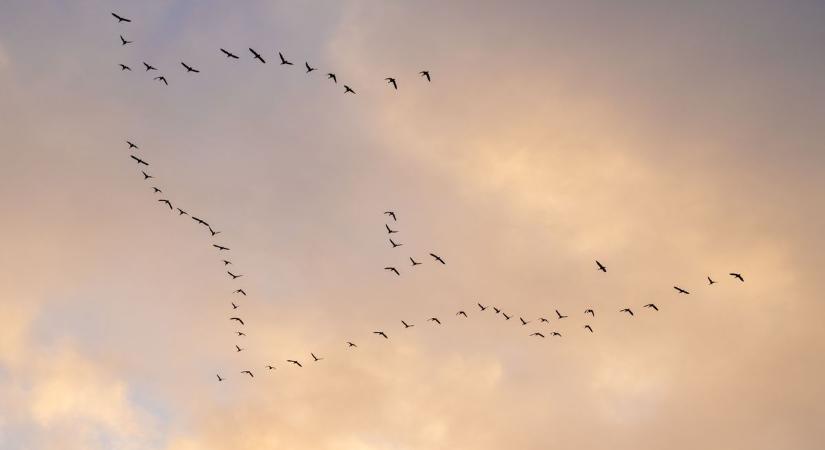 Megérkeztek a tél hírnökei a Csanádi-pusztákra, különleges madarakat láttak