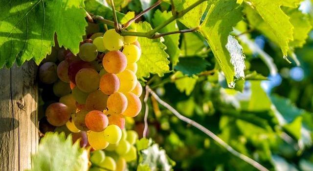 Továbbra is elkötelezett a kormány a bortermelők támogatása mellett