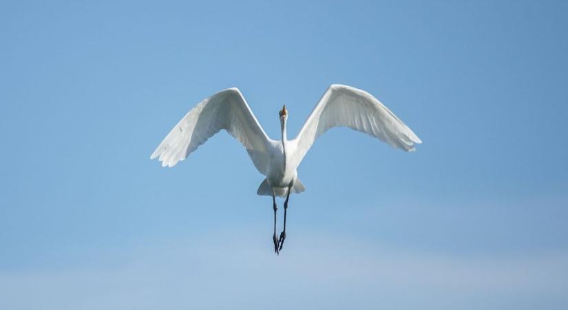 Ezeket a balatoni fotókat csak imádni lehet: gyönyörű hófehér madarak vették át az uralmat ( galéria)