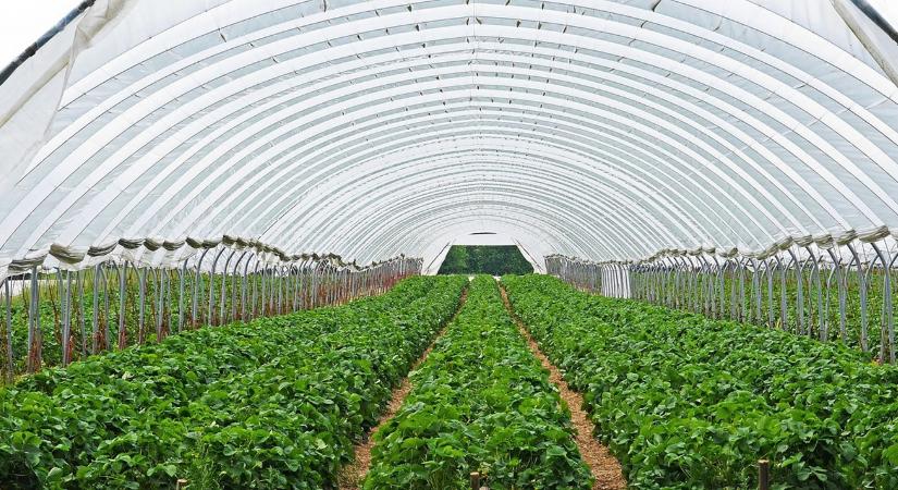 7 jel, hogy a fóliasátrad „fullad” – és mit tegyél