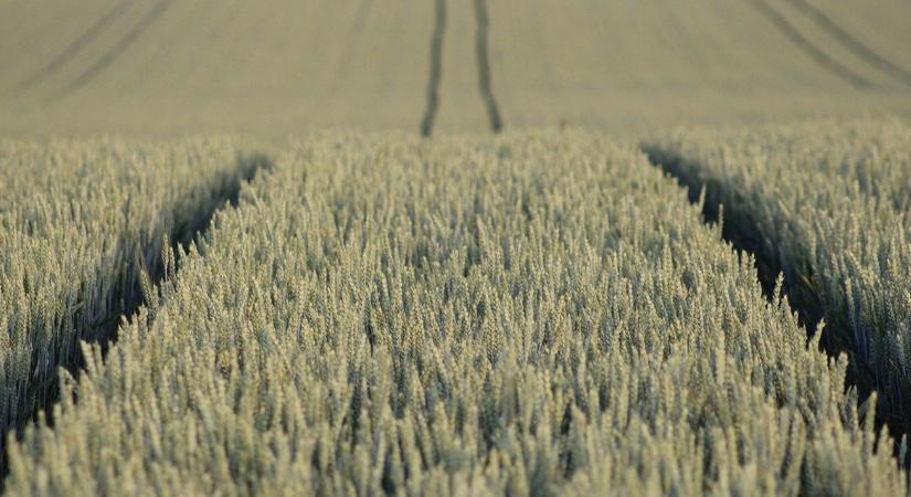 Víztakarékos növénytermesztés: erre az áttörésre vártak a gazdák