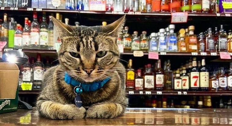 Egy szeretett macska halála újabb frontot nyitott a robottaxik ellen San Franciscóban