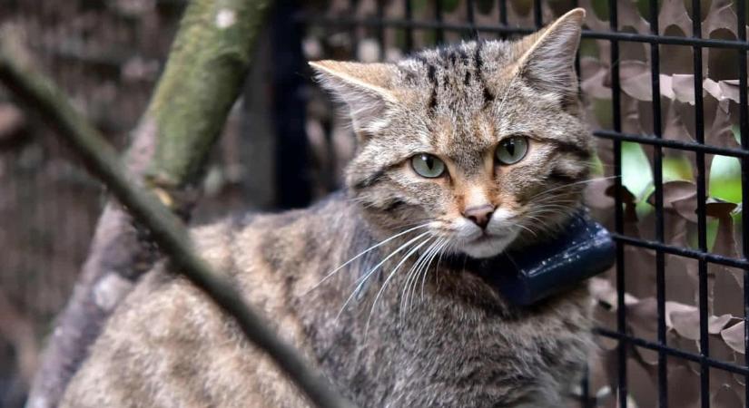 Még a vadmacskák is a terv részei: bővül a Pilisi Bioszféra Rezervátum