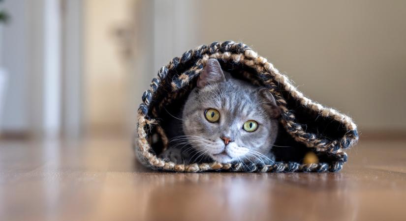 Cicád a szőnyegre piszkított? Először próbáld meg eltűntetni a foltot ezzel a házi praktikával