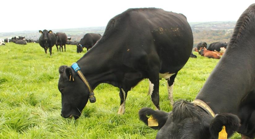 Csúcstechnológiás nyakörv és ultramodern fejőház: ez a jövő