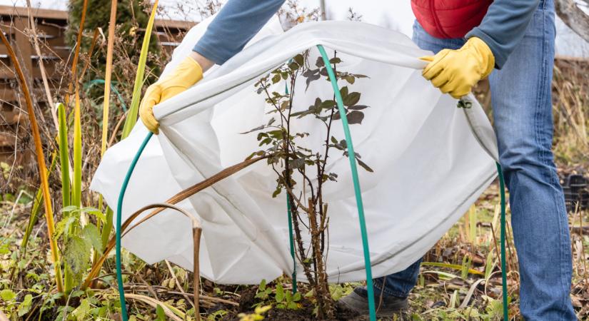 Kritikus hetek jönnek a kiskertekben: a hazai szakértő szerint ezt muszáj most meglépni a fagyok ellen