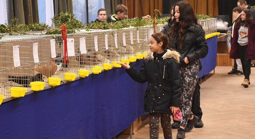 Feltűzték a szalagot a legszebb tollazatra: idén is nagy sikert aratott a galambkiállítás – galériával, videóval