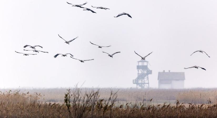 Későn, de nagy számban, újra darvak lepik el a Kardoskúti Fehértót