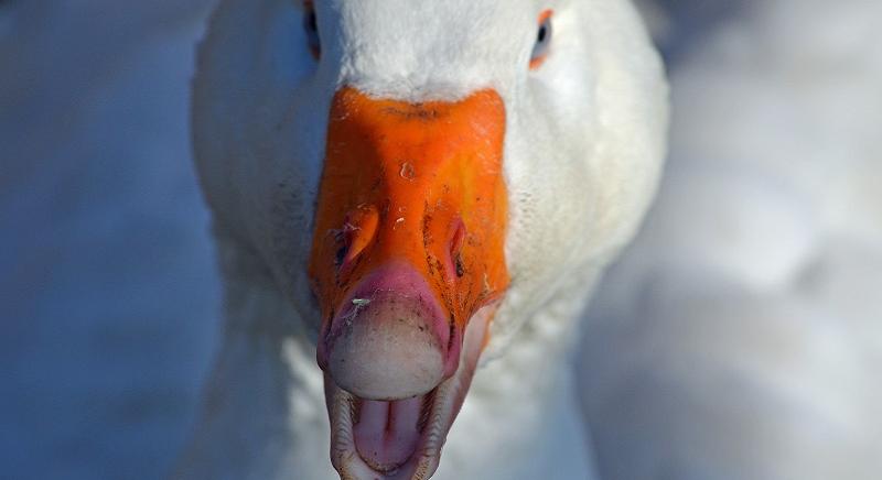 Duplájára emelkedik a három évre bezáró víziszárnyastelepek támogatásának keretösszege