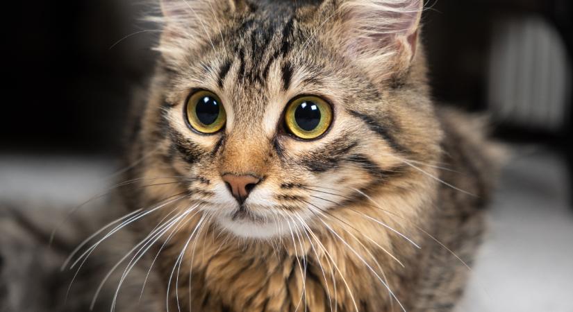 Egy újabb divat, amit sose tegyél a macskáddal, mert fájdalmas neki