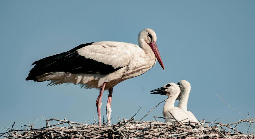 Egyre többen maradnak: ezt tedd, ha fehér gólyát látsz télen