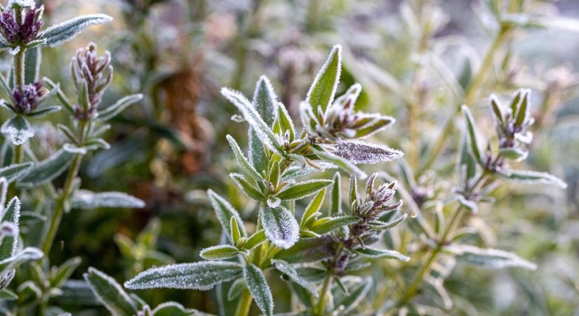 A legszebb téli fűszerek balkonra