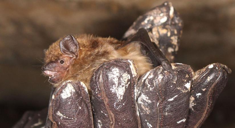 A barlangok rejtett titkai - életveszélyes, ha megzavarod a denevéreket télen
