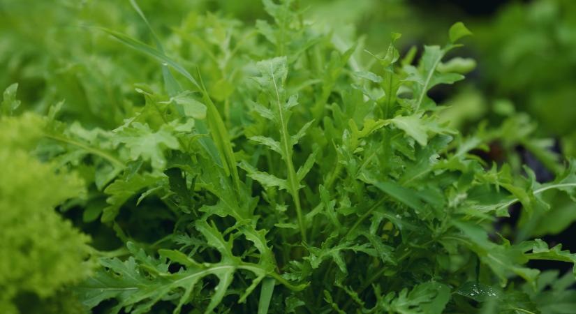 Ez a három szuperzöldség télen is terem: aranyat érnek, mégis alig ültetik itthon