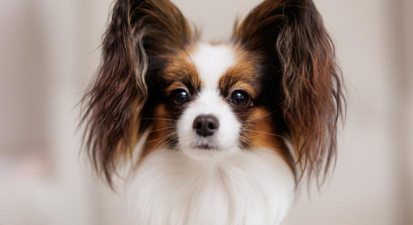 3 kutyafajta, ami hihetetlenül hűséges, de nehezen viseli az egyedüllétet