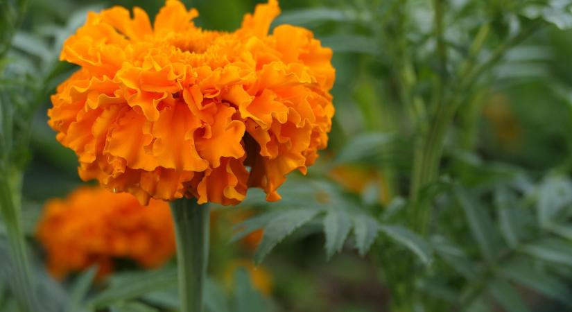 Meddig marad velünk a Halottak napi virág?