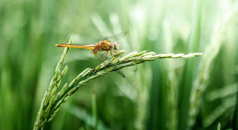 Már készülnek a búza utáni korszakra