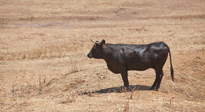 Váratlan bikatámadásban meghalt egy 80 éves nyugdíjas