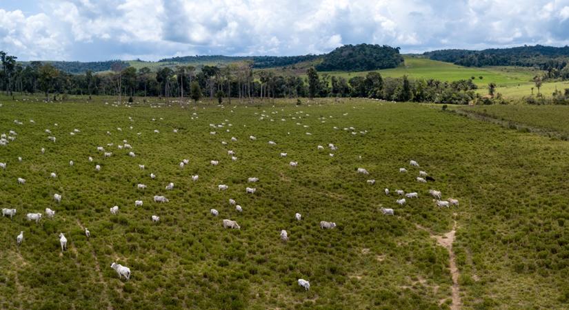 Agrárkísérlet füljelzővel: így rögzítik a szarvasmarhák mozgását a brazilok
