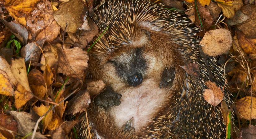 Kertbe tévedt egy sün - Mit tegyek? Tippek és tanácsok!