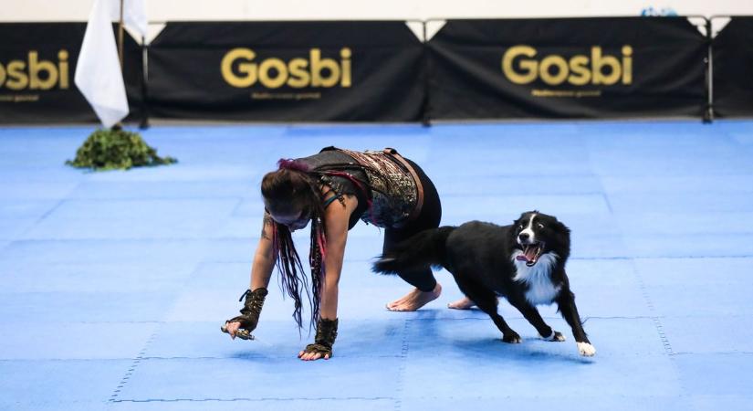 Kutyatánc! Dog Dancing Európa-bajnokság Sárváron - fotók, videó