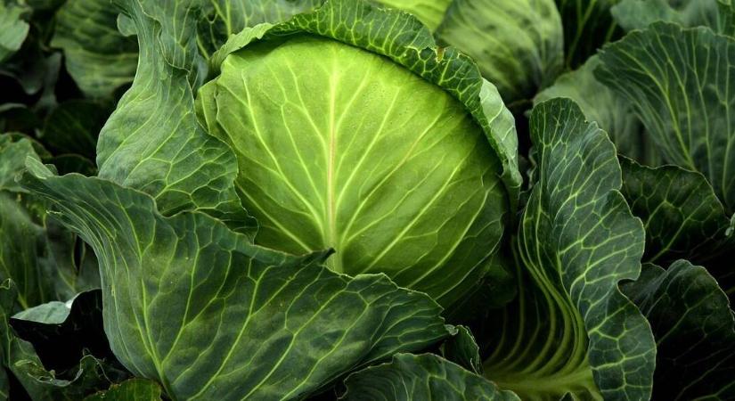 Elképesztő hír érkezett Törökországból, „gyilkos” méretű növényeket termesztenek