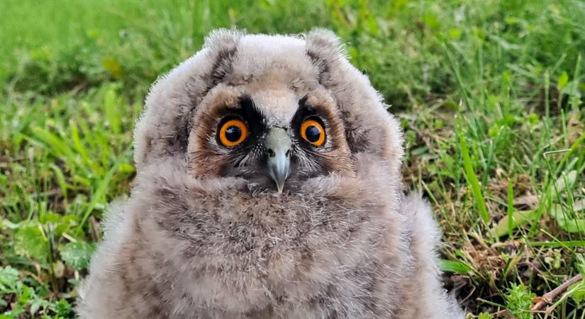 A gyönyörű Baranya állatvilága: újabb csodás fotók érkeztek (GALÉRIA)